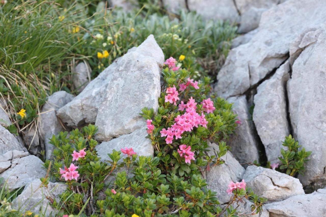 Ferienwohnung Pyhrgasblick Rosenau am Hengstpass Buitenkant foto